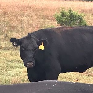 Meet your Posher, Dustin